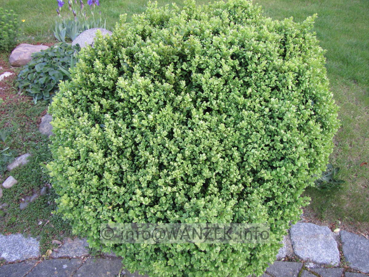 Buxus sempervirens Suffruticosa - Sol ungeschnitten.JPG